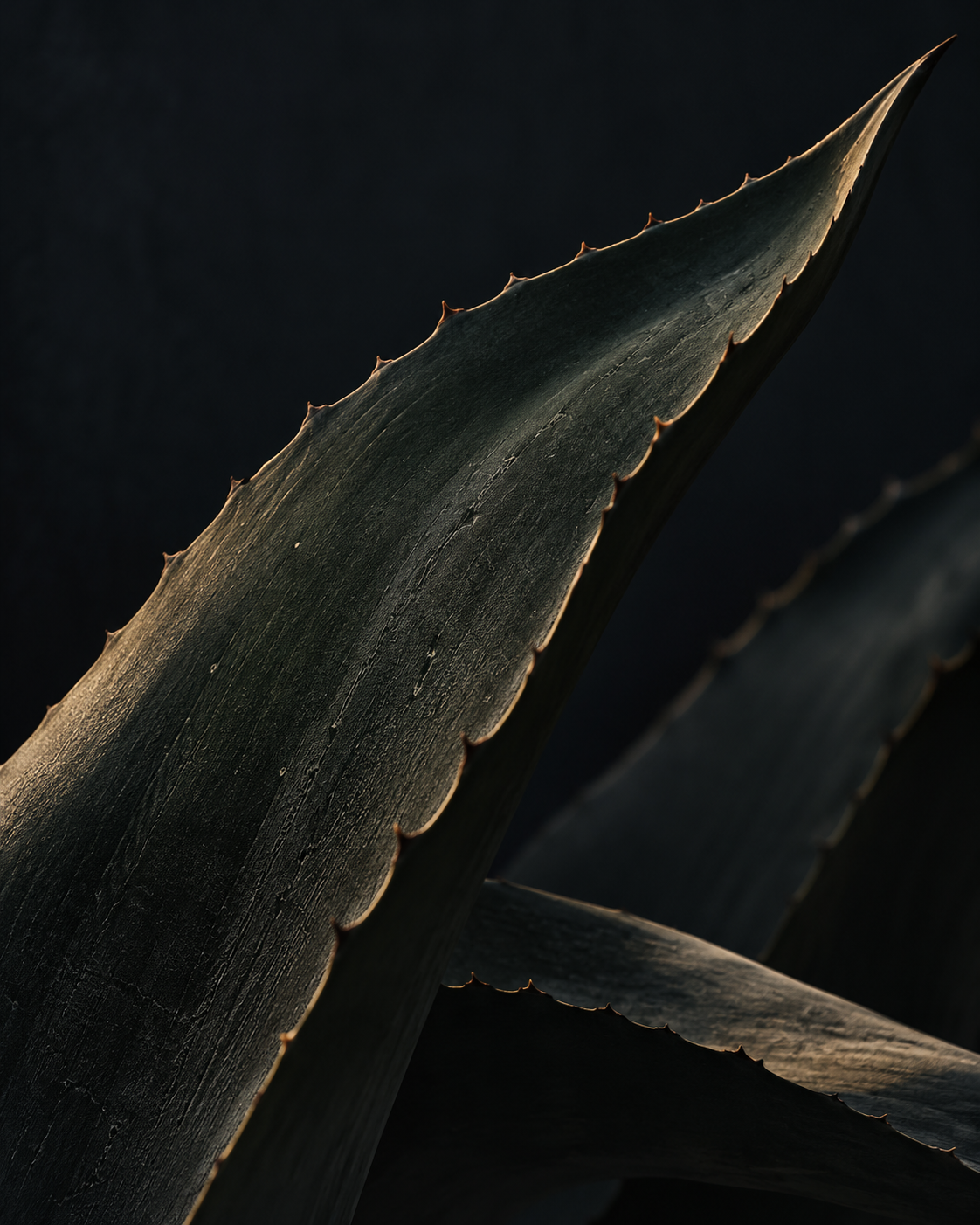 Sculptural agave leaf illuminated by soft amber light